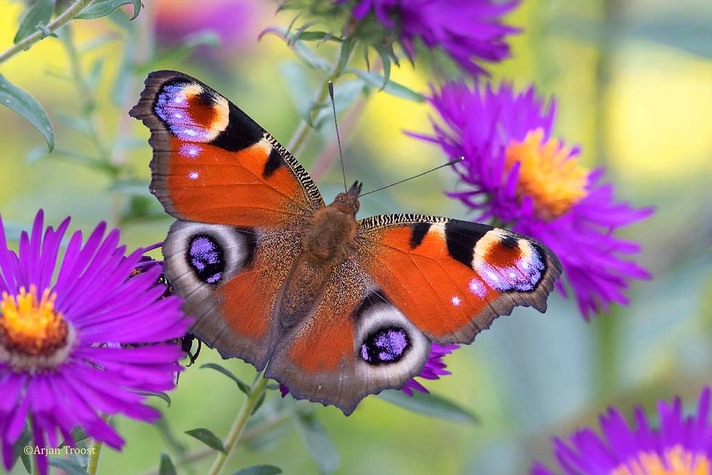 Dagpauwoog, gaag meer vlinders & insecten door aanplant bloemen