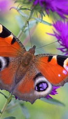 Dagpauwoog, gaag meer vlinders & insecten door aanplant bloemen